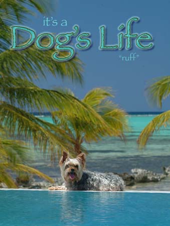 Cover11