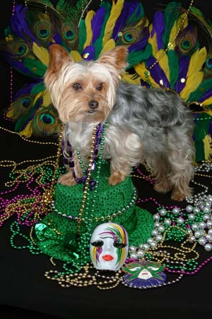 MardiGras20a