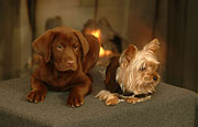 Dogs061