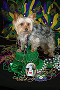 MardiGras20a